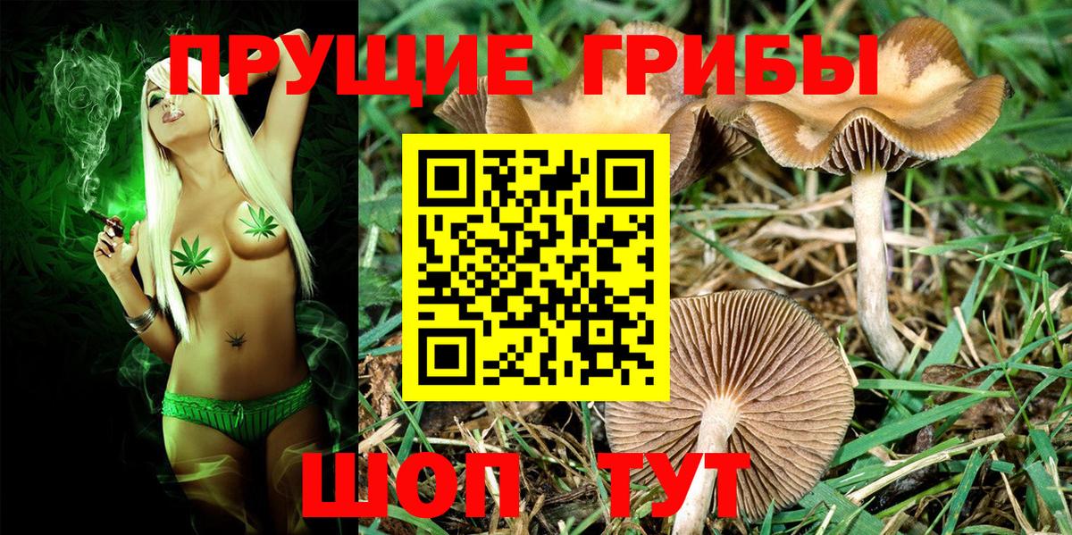 хочу   Вход с VPN  Лениногорск  Псилоцибиновые грибы GOLDEN TEACHER 